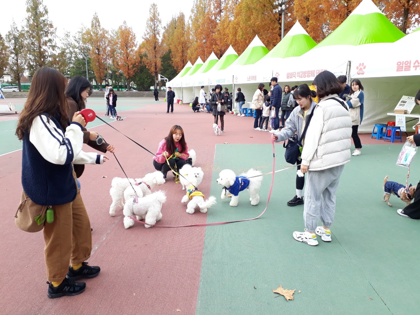 2019 반려동물한마당2 2번째 첨부파일 이미지